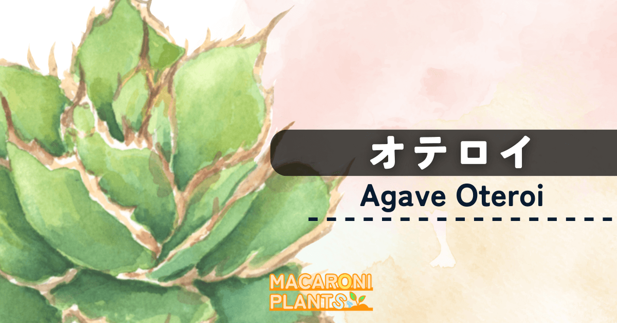 アガベ オテロイ 種子（メキシコ産）Agave Oteroi