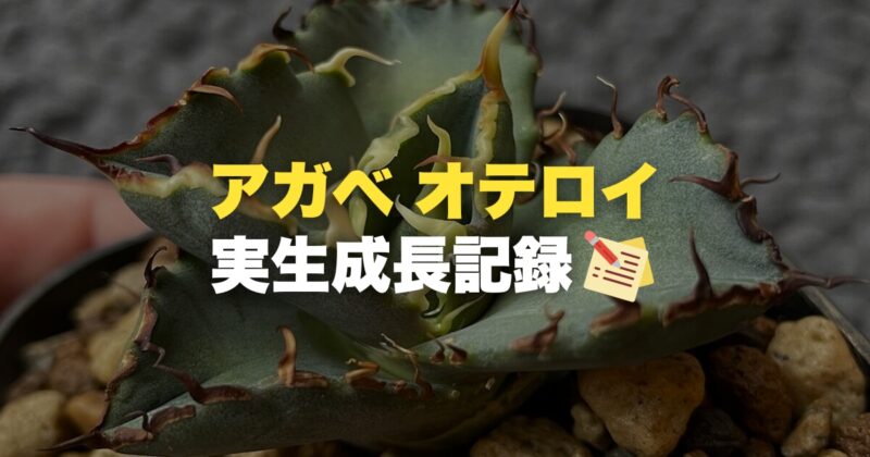 アガベオテロイ実生成長記録(約8カ月)播種～販売まで！育て方や用土もご紹介