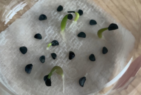 発芽後しっかり成長した様子