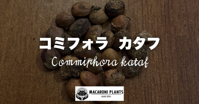 コミフォラ カタフ 種子（ケニア産）Commiphora kataf